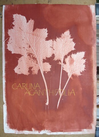 Σχέδιο με τίτλο "CARLINA ACANTHIFOLIA" από Michel Moskovtchenko, Αυθεντικά έργα τέχνης, Άλλος