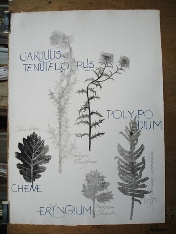 CARDUS TENIFLORUS POLYPODIUM et ERYNGIUM Σχέδιο με τίτλο "CARDUS TENIFLORUS…" από Michel Moskovtchenko, Αυθεντικά έργα τέχνης, Άλλος