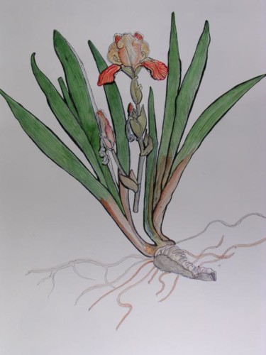 Peinture intitulée "IRIS" par Ghyslaine De Sevlian, Œuvre d'art originale, Huile