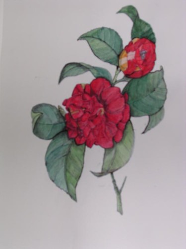 Peinture intitulée "Camélia double" par Ghyslaine De Sevlian, Œuvre d'art originale, Huile