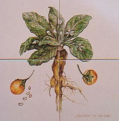 Peinture intitulée "MANDRAGORE" par Ghyslaine De Sevlian, Œuvre d'art originale, Huile