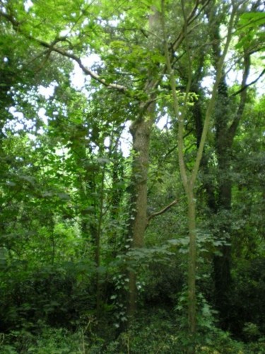 Photographie intitulée "Forêt d'Escoublac" par Morgane A., Œuvre d'art originale