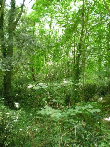 Photographie intitulée "Forêt d'Escoublac" par Morgane A., Œuvre d'art originale