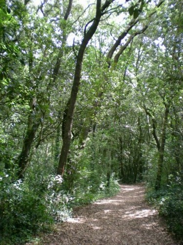 Photographie intitulée "Forêt d'Escoublac" par Morgane A., Œuvre d'art originale