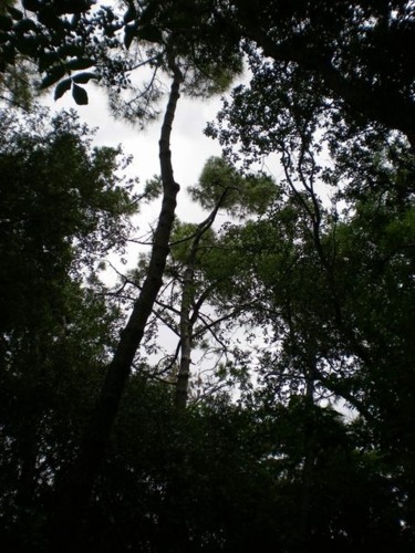 Photographie intitulée "Forêt d'Escoublac" par Morgane A., Œuvre d'art originale