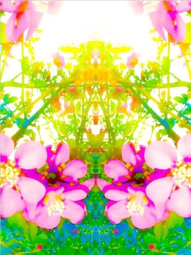 Digital Arts titled "soft pink flowers" by Chris Lee, Original Artwork