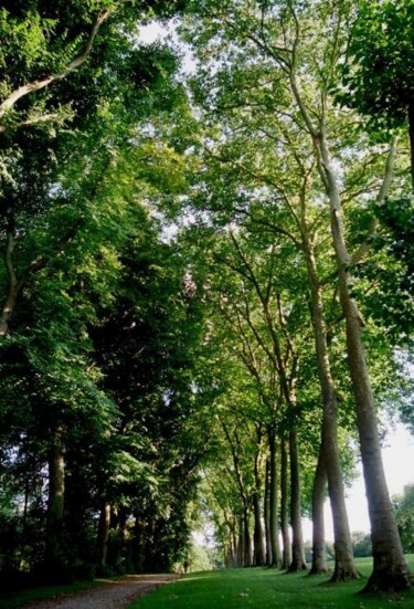 Photography titled "dialogues with trees" by Pascal Senequier Buquen, Original Artwork