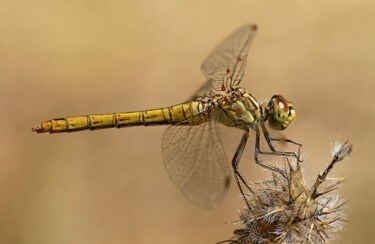 Fotografia intitolato "DSC_9146.jpg" da Angelo Mazzoleni, Opera d'arte originale