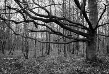 Photography titled "Branches" by Frédéric Duchesnay, Original Artwork, Analog photography