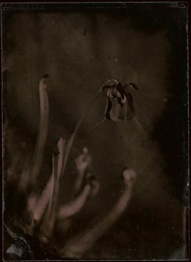 Photographie intitulée "Sarracénia" par Francis Courtemanche, Œuvre d'art originale
