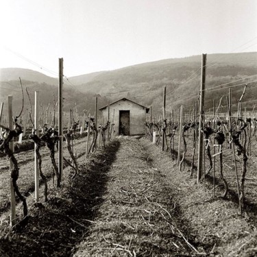 Fotografie mit dem Titel "Vineyard Shed I" von Christian Sodomka, Original-Kunstwerk