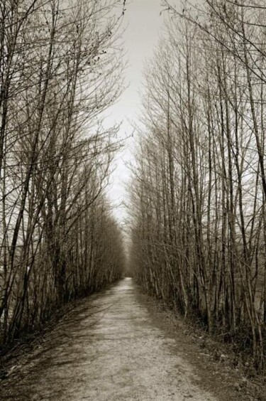 Fotografia intitolato "Lungo il viale" da Angelo Mazzoleni, Opera d'arte originale