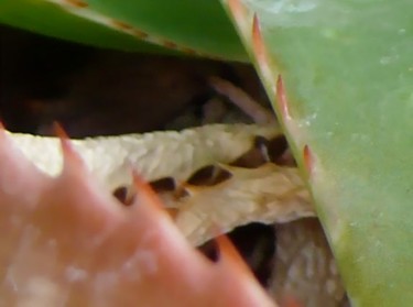 Photographie intitulée "Dix dentes" par Wolf Thiele, Œuvre d'art originale, Photographie non manipulée