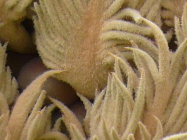 Photographie intitulée "Ne me touche pas" par Wolf Thiele, Œuvre d'art originale, Photographie non manipulée