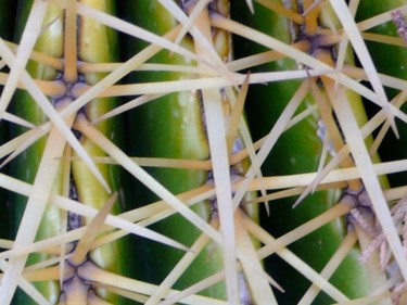 Photographie intitulée "Ça pique" par Wolf Thiele, Œuvre d'art originale, Photographie non manipulée