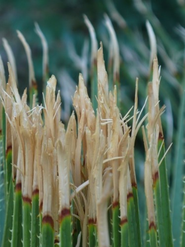 Photographie intitulée "danse sur les point…" par Wolf Thiele, Œuvre d'art originale, Photographie non manipulée