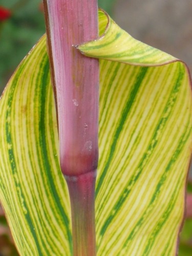 Photographie intitulée "L'ambrassade" par Wolf Thiele, Œuvre d'art originale, Photographie non manipulée