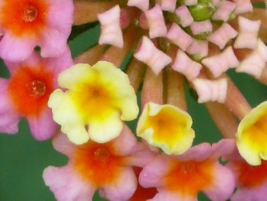 Photographie intitulée "rose moutante" par Wolf Thiele, Œuvre d'art originale, Photographie non manipulée