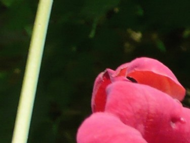 Photographie intitulée "Fleure rouge dans l…" par Wolf Thiele, Œuvre d'art originale, Photographie non manipulée
