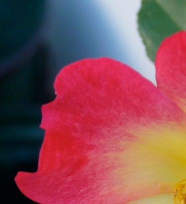 Photographie intitulée "rose" par Wolf Thiele, Œuvre d'art originale, Photographie numérique