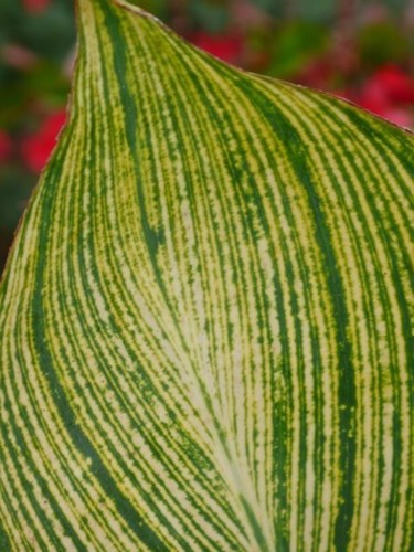 Photographie intitulée "lignes verts et fle…" par Wolf Thiele, Œuvre d'art originale, Photographie non manipulée