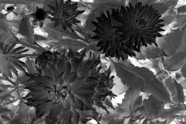 Photography titled "Dahlia" by Angelo Di Pietrantonio, Original Artwork