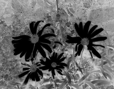 Photography titled "Daisy" by Angelo Di Pietrantonio, Original Artwork