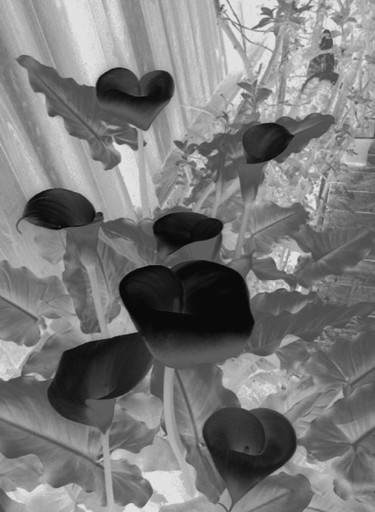 Photography titled "BlackLily" by Angelo Di Pietrantonio, Original Artwork