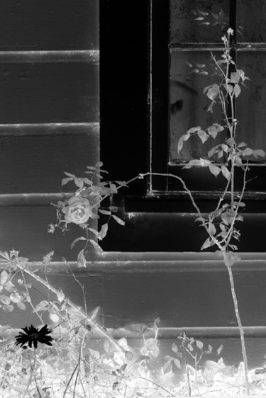 Photography titled "Window and Rose" by Angelo Di Pietrantonio, Original Artwork
