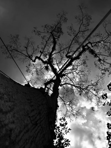 Photography titled "Canopy" by Angelo Di Pietrantonio, Original Artwork
