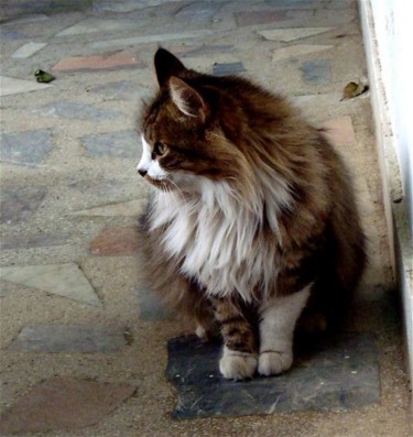 제목이 "chatte tigrée de pr…"인 사진 Maclade로, 원작, 다른