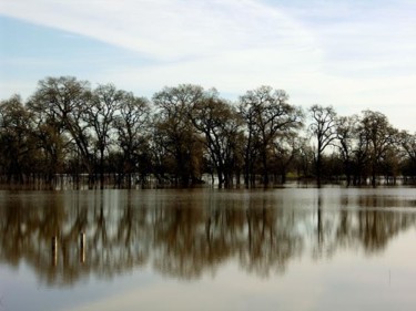 Photography titled "Sonoma Oaks - series" by Angelo Di Pietrantonio, Original Artwork