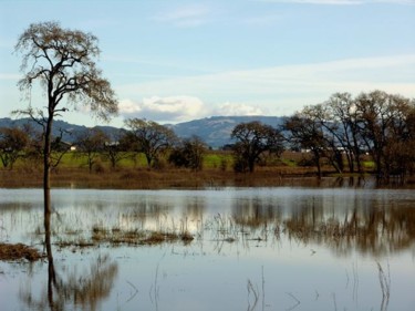 Photography titled "Sonoma Oaks - series" by Angelo Di Pietrantonio, Original Artwork