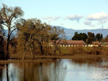 Photography titled "Sonoma Oaks - series" by Angelo Di Pietrantonio, Original Artwork