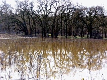 Photography titled "Sonoma Oaks - series" by Angelo Di Pietrantonio, Original Artwork