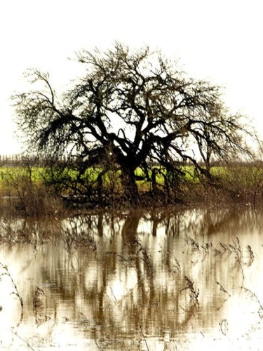 Photography titled "Sonoma Oaks - series" by Angelo Di Pietrantonio, Original Artwork