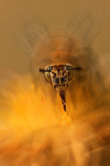 Fotografia intitolato "Il nettare degli Dei" da Angelo Mazzoleni, Opera d'arte originale