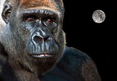 Fotografia intitolato "Pensieri notturni" da Angelo Mazzoleni, Opera d'arte originale