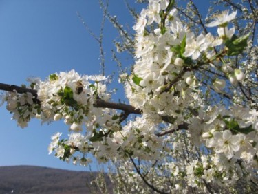 Fotografia intitulada "flowers and bees3" por Ana Macovei, Obras de arte originais