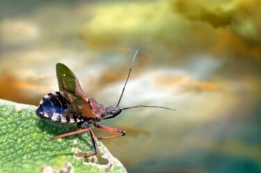 Fotografia intitolato "Verso nuovi orizzon…" da Angelo Mazzoleni, Opera d'arte originale