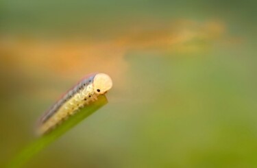 Fotografia intitolato "verso una nuova vita" da Angelo Mazzoleni, Opera d'arte originale