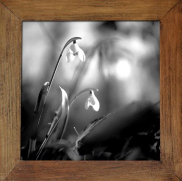 Photographie intitulée "Galanthus nivalis L." par Oeildepierre, Œuvre d'art originale