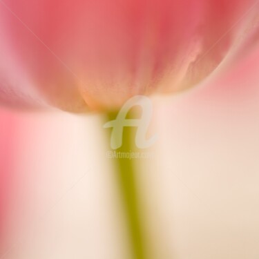 Photographie intitulée "_MG_9931.jpg" par Chantal Gagné, Œuvre d'art originale