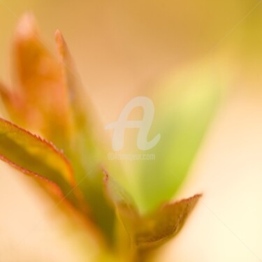 Photographie intitulée "_MG_9452.jpg" par Chantal Gagné, Œuvre d'art originale