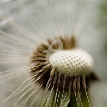 Photographie intitulée "_MG_4294.jpg" par Chantal Gagné, Œuvre d'art originale