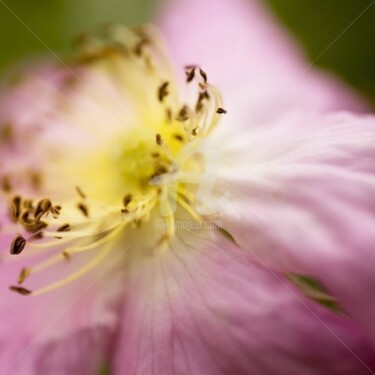Photographie intitulée "_MG_4248.jpg" par Chantal Gagné, Œuvre d'art originale