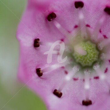 Photographie intitulée "_MG_4046.jpg" par Chantal Gagné, Œuvre d'art originale