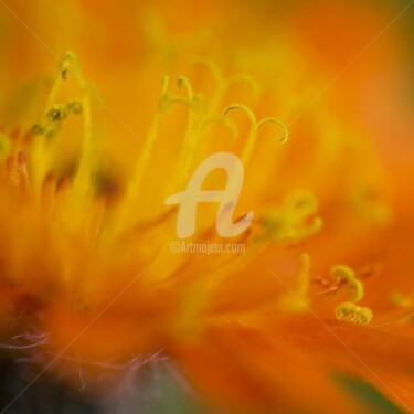 Photographie intitulée "_MG_3930.jpg" par Chantal Gagné, Œuvre d'art originale