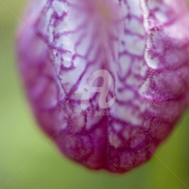 Photographie intitulée "_MG_3366.jpg" par Chantal Gagné, Œuvre d'art originale