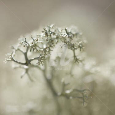 Photographie intitulée "_MG_1294.jpg" par Chantal Gagné, Œuvre d'art originale